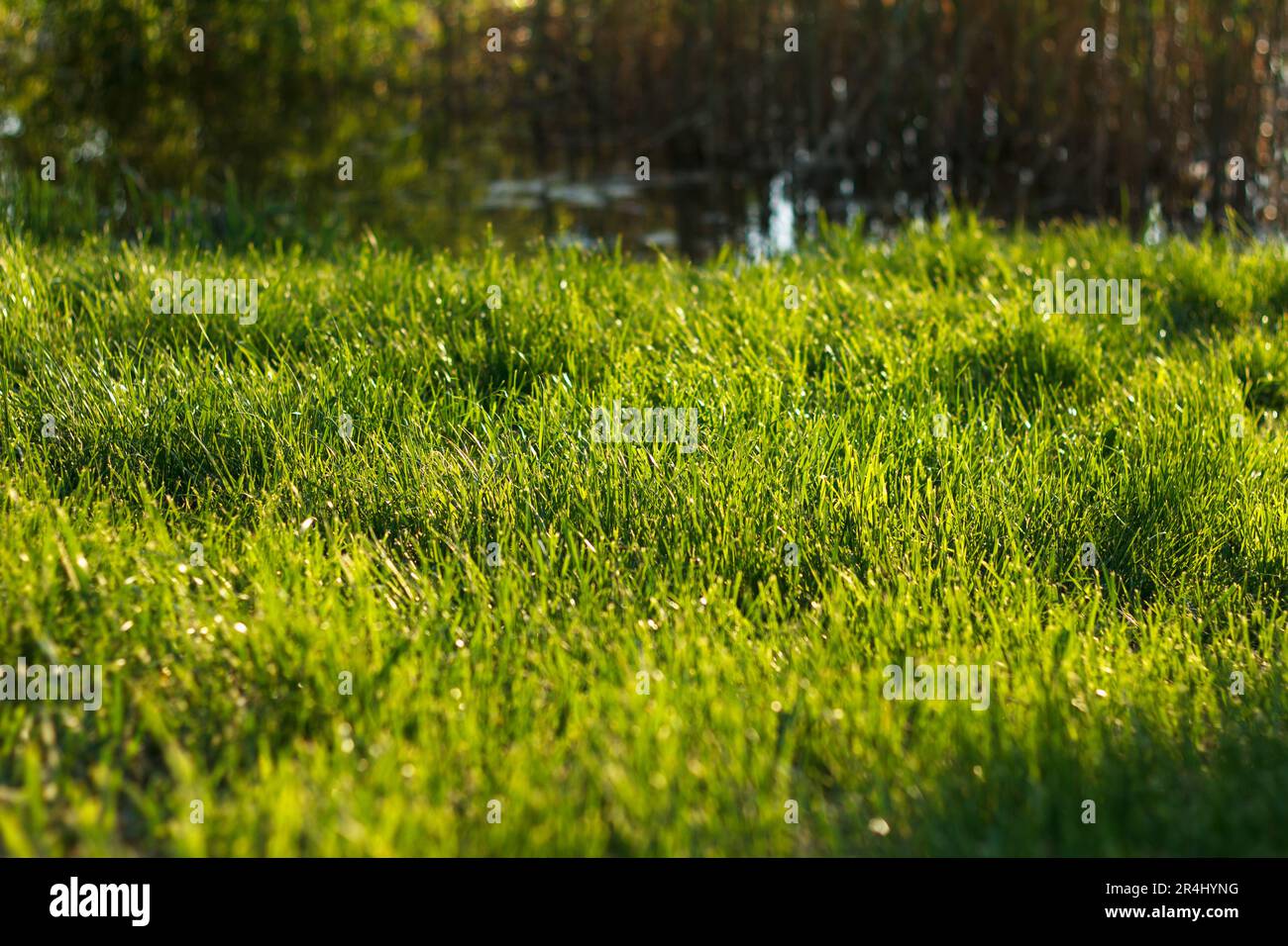 Thick green juicy grass grows spring on lawn in sunlight Stock Photo