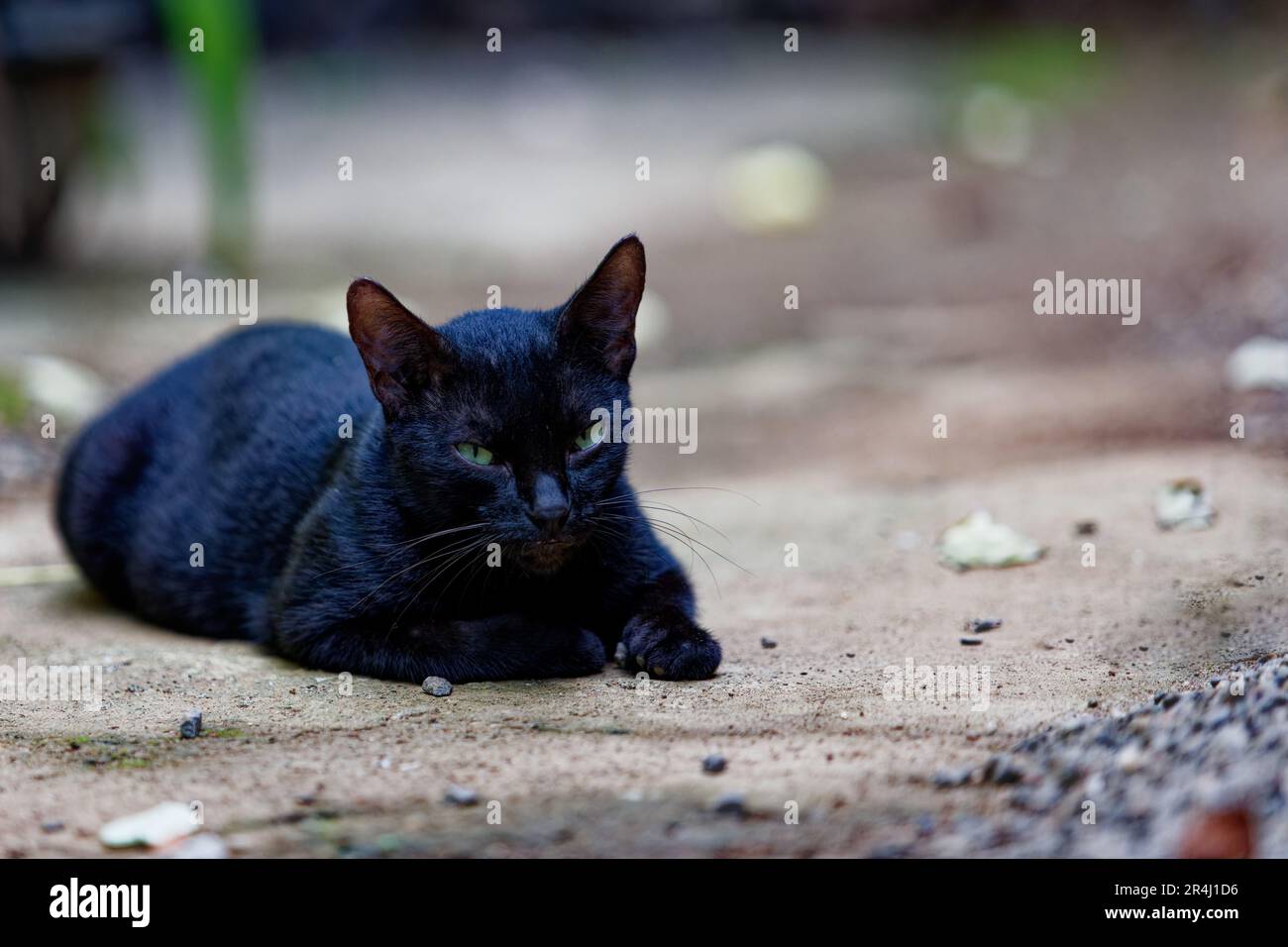 Black cat animal hi-res stock photography and images - Alamy