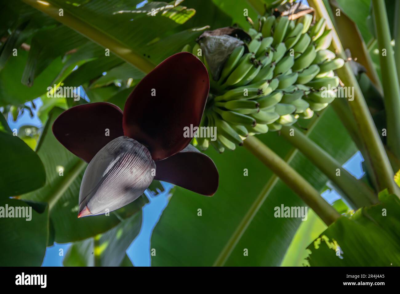 Banana fruit growing on the tree, with blossom flowers, in jungle in ...