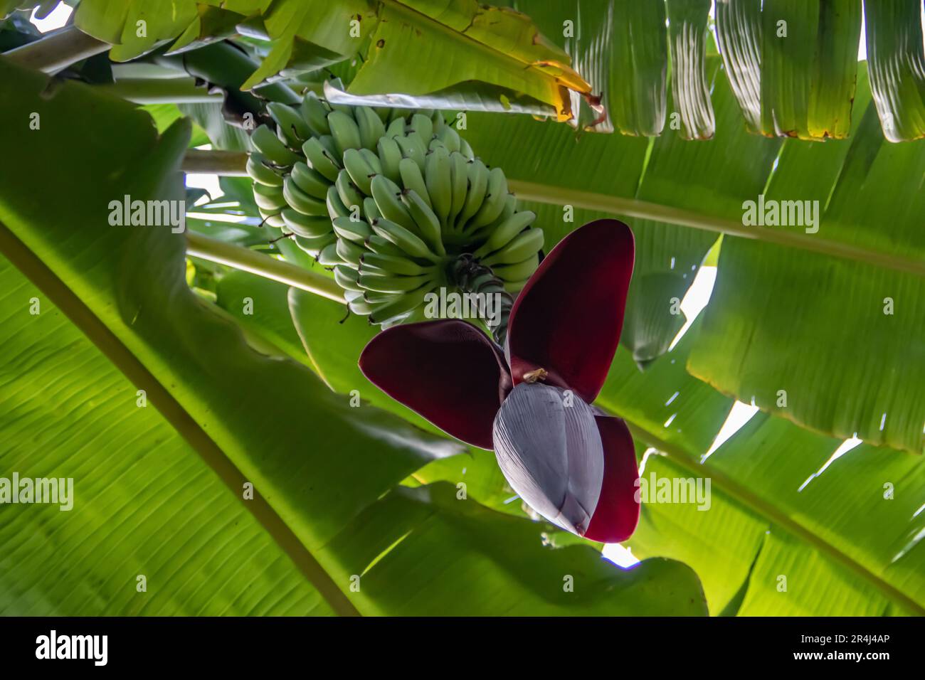Banana fruit growing on the tree, with blossom flowers, in jungle in