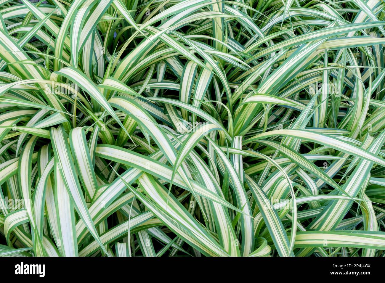 Carex morrowii, the kan suge, Morrow's sedge, Japanese grass sedge or Japanese sedge , is a species of flowering plant in the family Cyperaceae. Lush Stock Photo