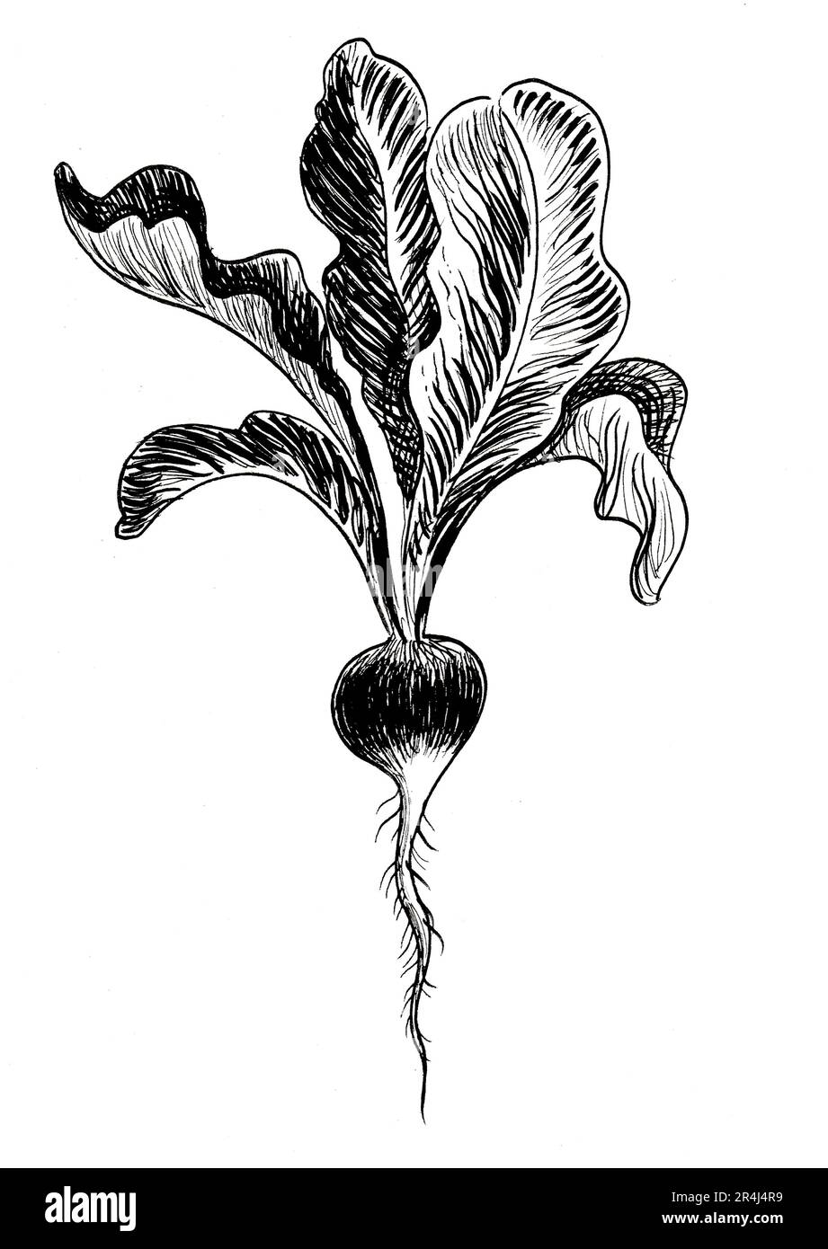 Radish root vegetable. Hand drawn black and white ink on paper drawing Stock Photo Alamy