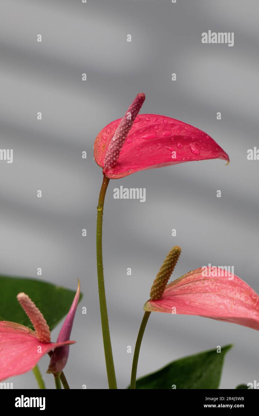 Indoor Anthurium plant with beautiful pink flowers on a grey background  with shadows. Indoor plants Stock Photo - Alamy