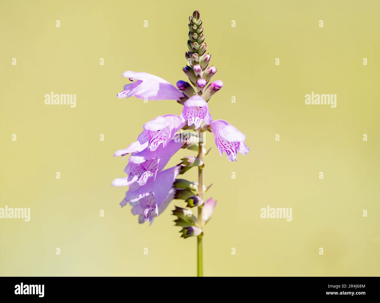 A flowering obedient plant, physostegia virginiana flowering with multiple buds at the top of the stalk. Stock Photo