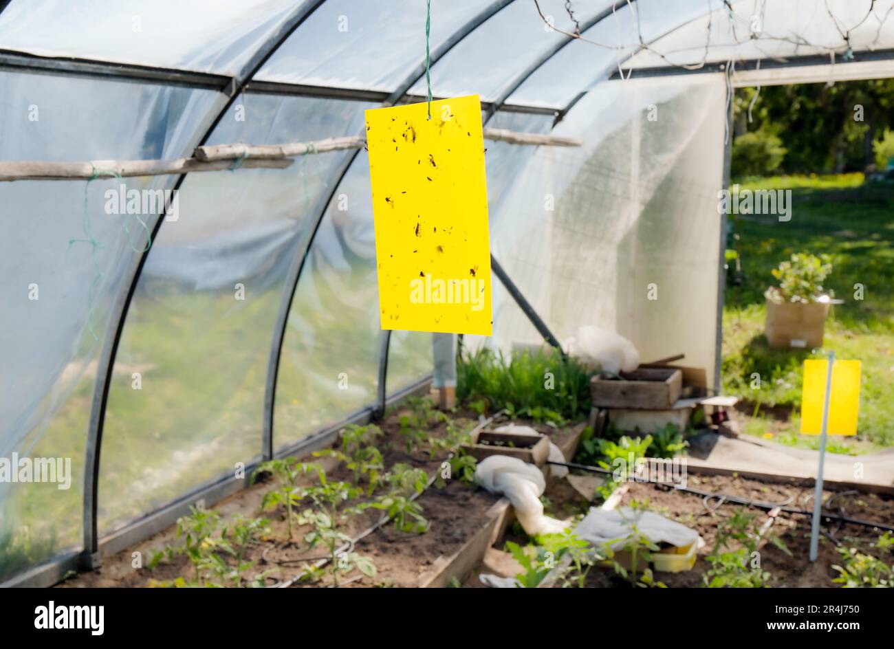 Sticky Traps for Indoor & Greenhouse Insect Monitoring