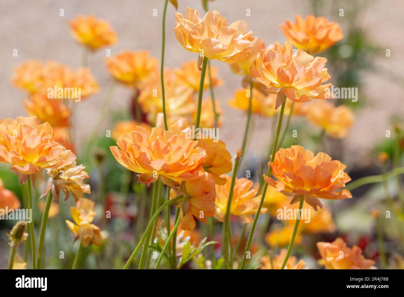 Beautiful Summer Perennial Blooms, Ranunculus 'Rocpink. Helen Cowles