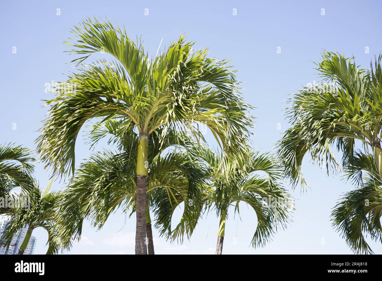 Palm trees in Miami Beach iconic scenery in South of USA Stock Photo Alamy