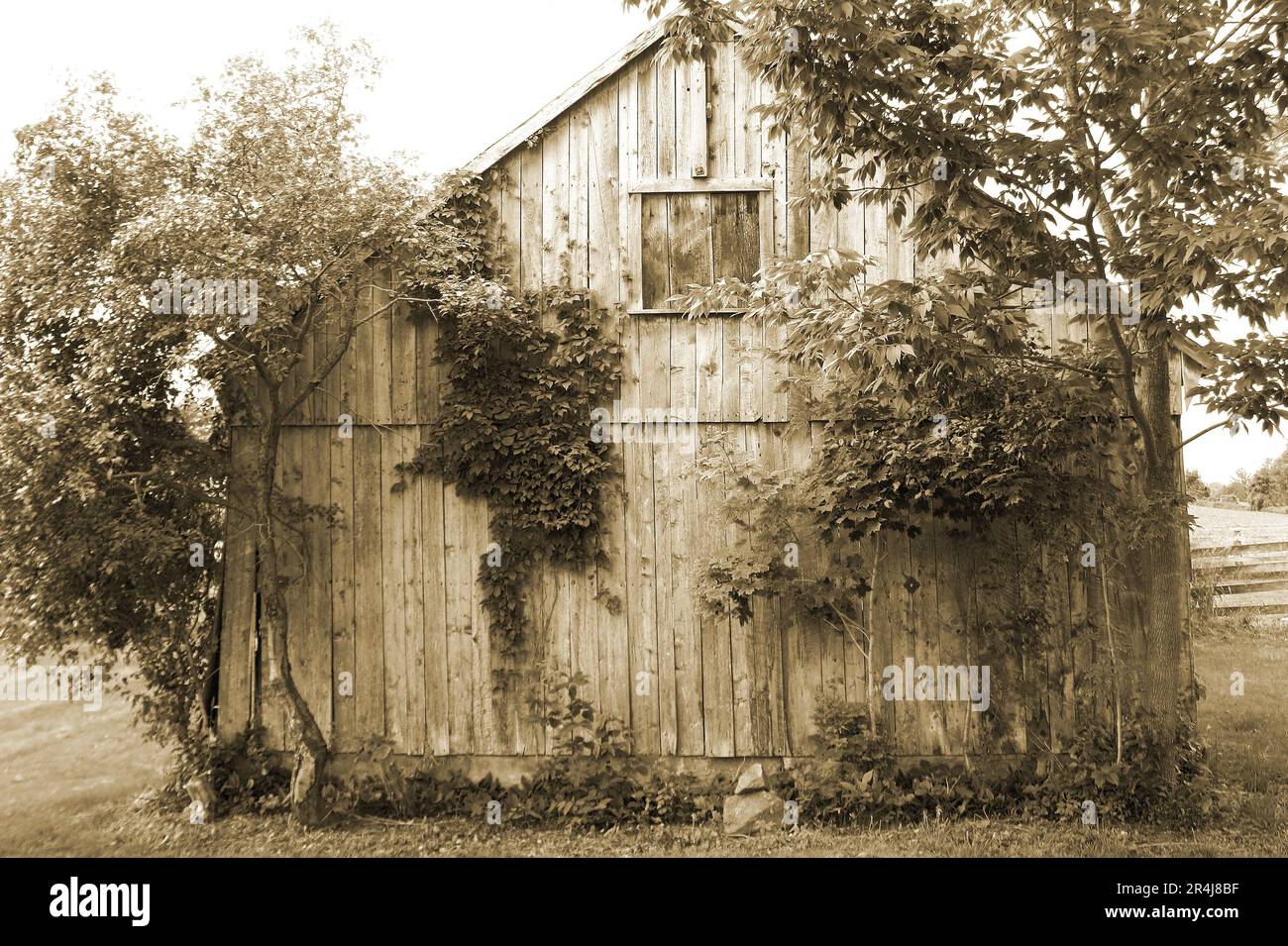 Old rustic farm barn in need of repair. Done in Sepia tone. Stock Photo