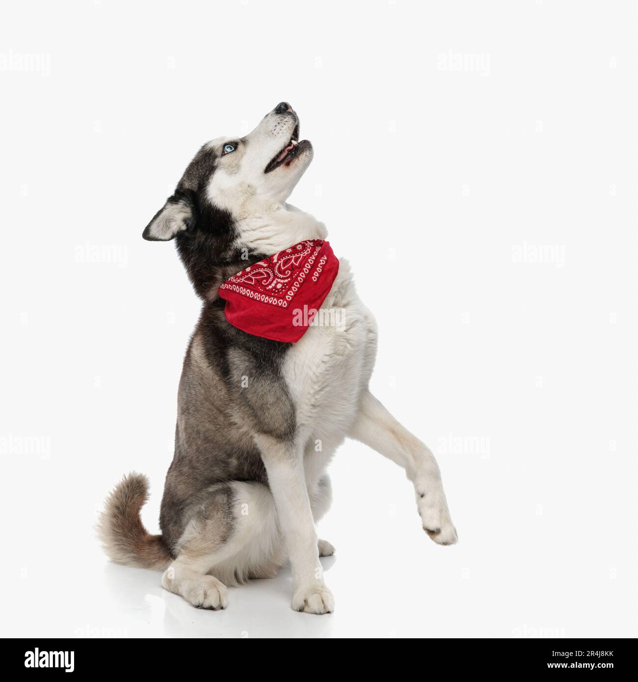 side view of cute husky with red bandana looking up in a curious way while sitting in front of