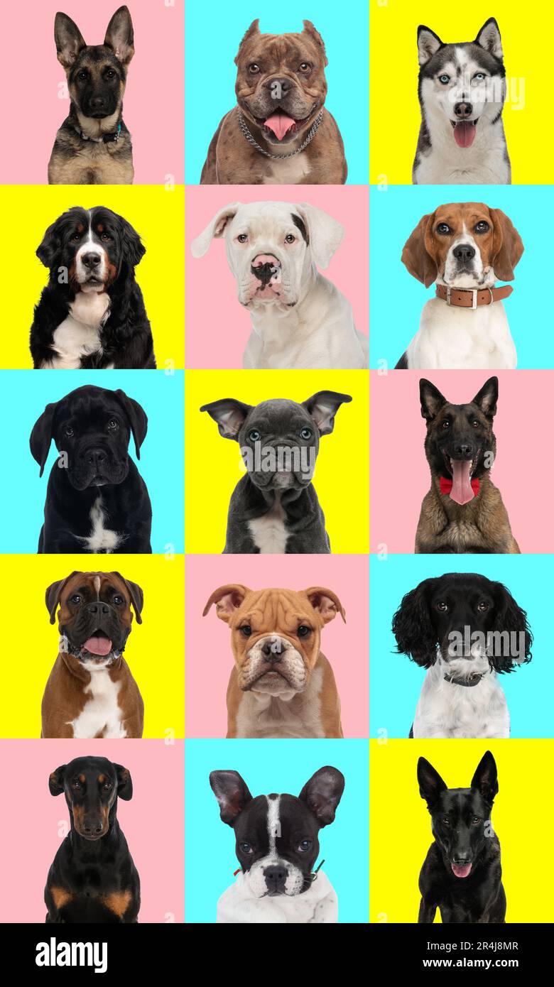 collage of different types of dog breeds in front of colorful