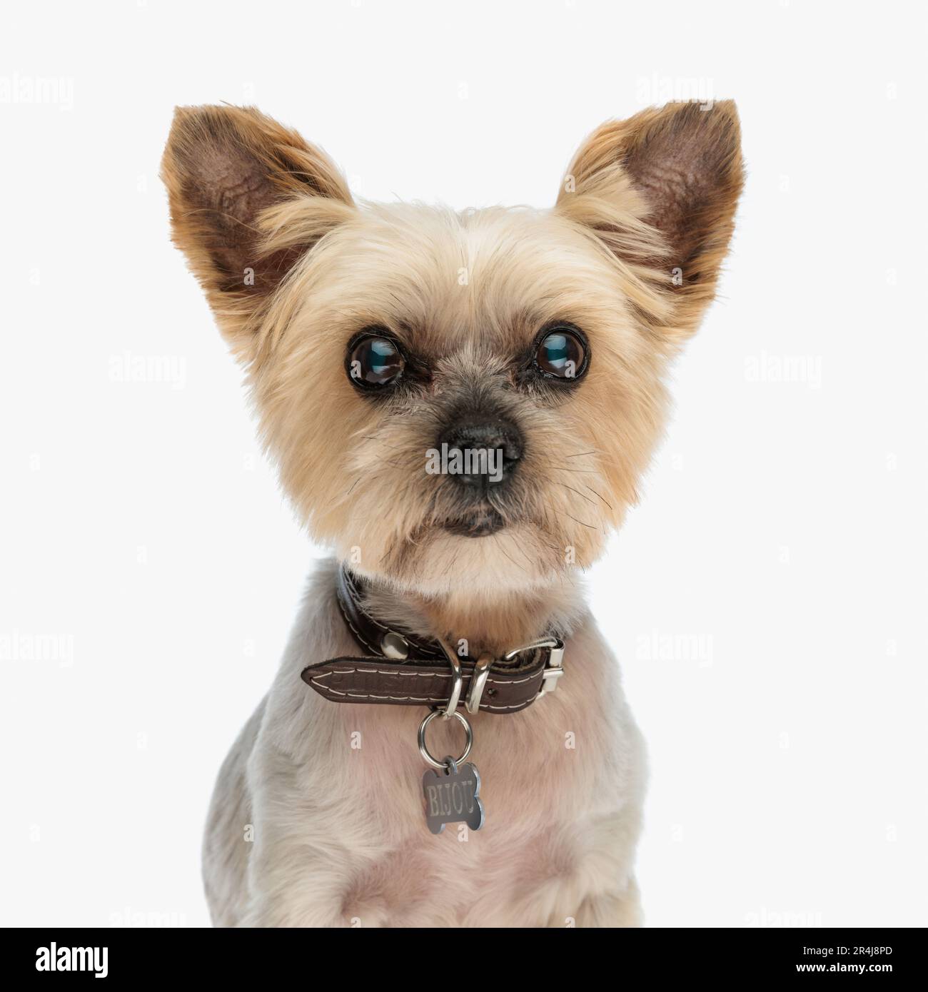 portrait of adorable little yorkshire terrier puppy wearing collar and