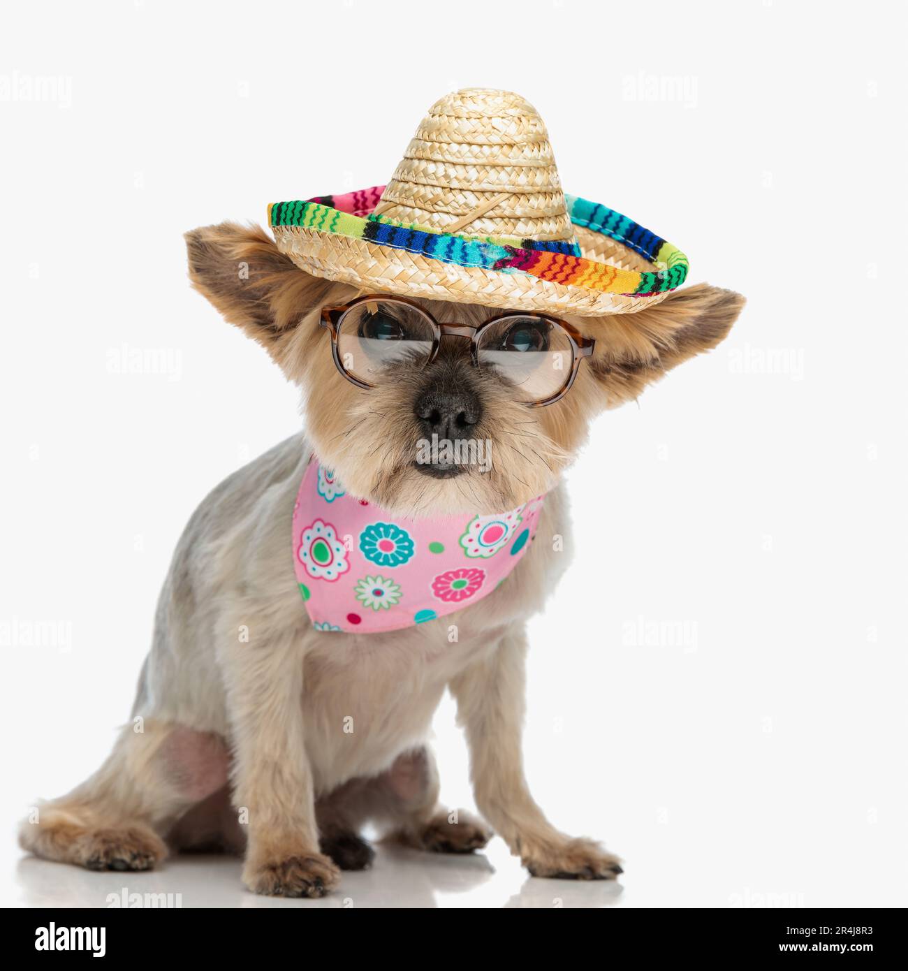Cute puppy dog wearing mexican hi res stock photography and images Alamy