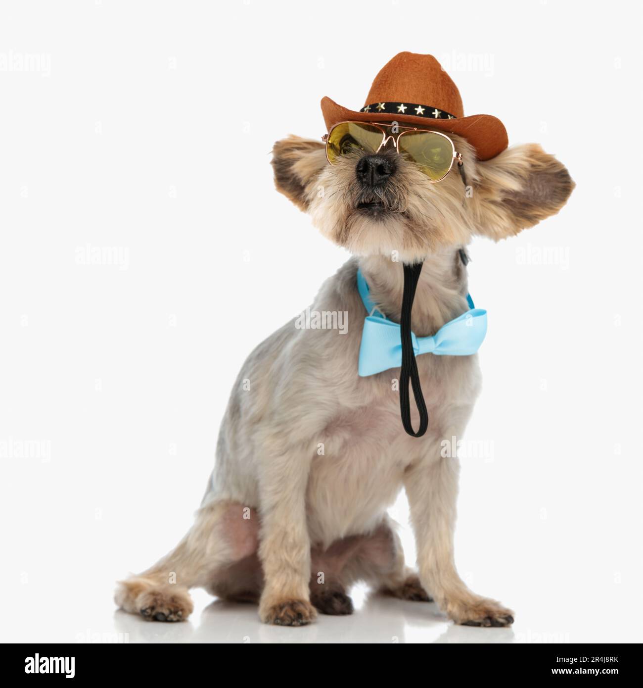 adorable yorkie dog wearing cowboy hat, sunglasses and bowtie, looking