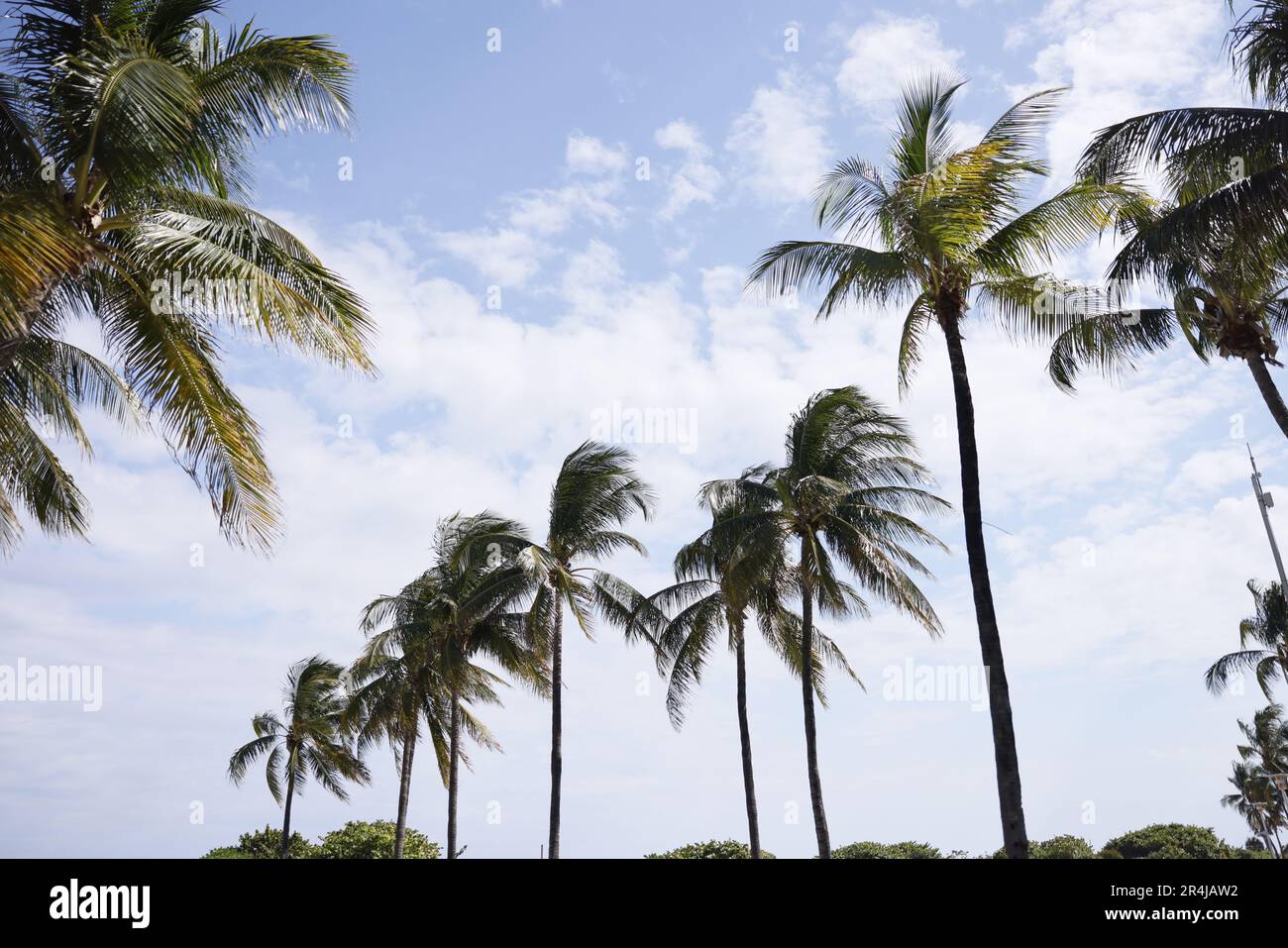 Palm trees in Miami Beach iconic scenery in South of USA Stock Photo