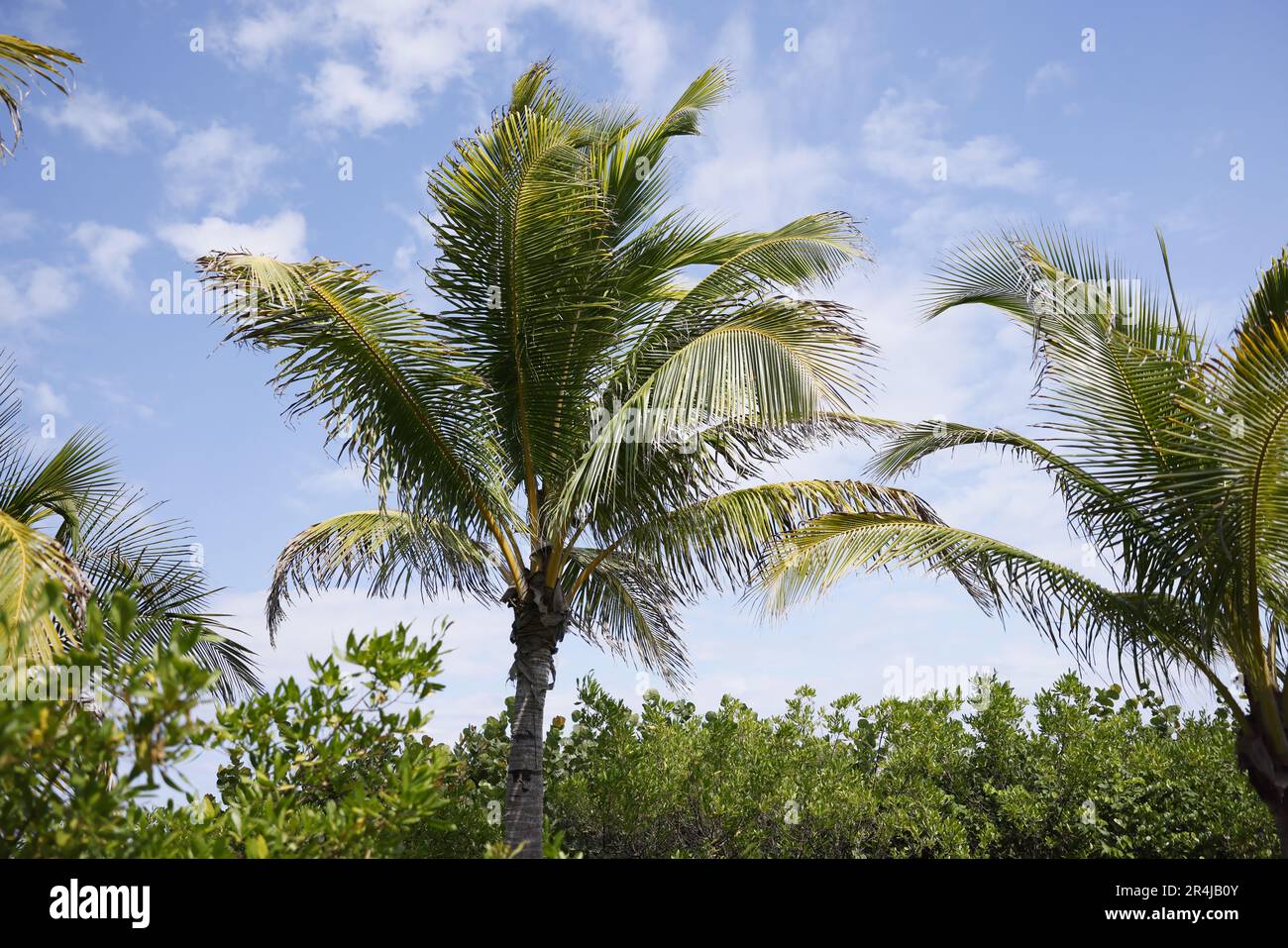 Palm trees in Miami Beach iconic scenery in South of USA Stock Photo Alamy