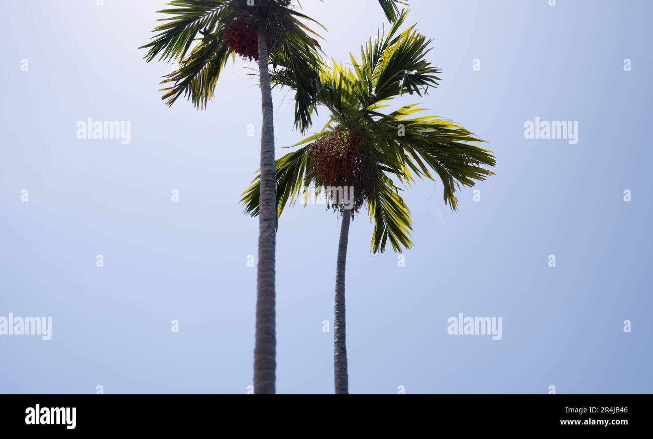Palm trees in Miami Beach iconic scenery in South of USA Stock Photo Alamy