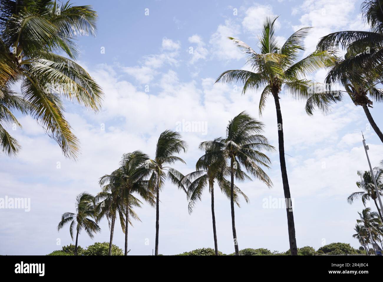 Palm trees in Miami Beach iconic scenery in South of USA Stock Photo