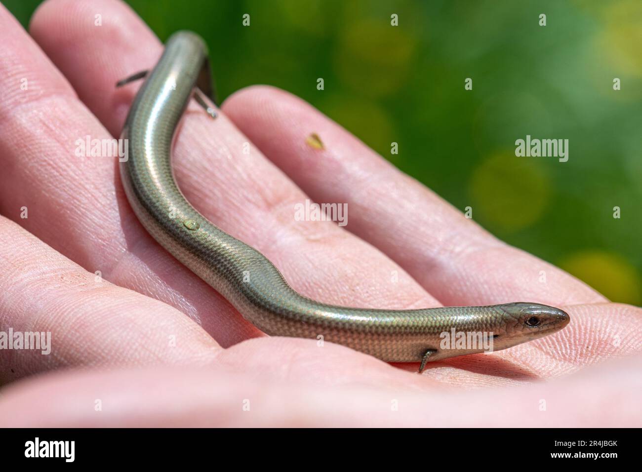 Italian three-toed skink (Chalcides chalcides), a species of lizard with tiny legs, Italy, Europe Stock Photo