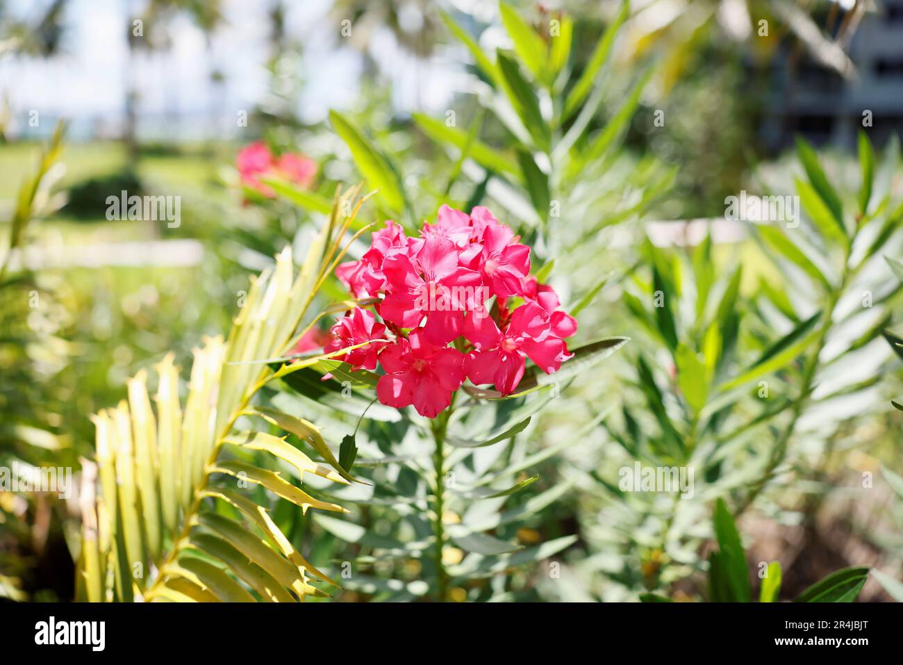 Oleander heat- and drought-tolerant evergreen flowering shrub in gardens throughout Florida highly poisonous , but beautiful Stock Photo