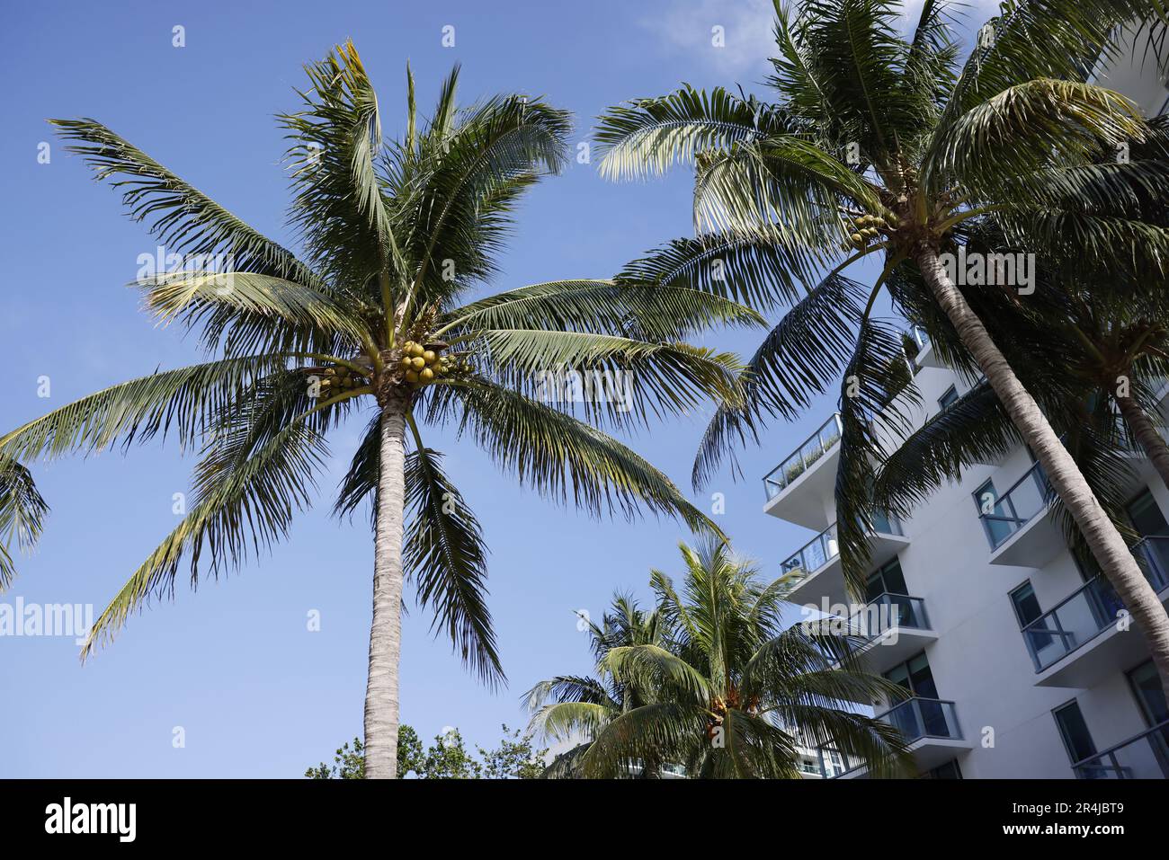 Palm trees in Miami Beach iconic scenery in South of USA Stock Photo Alamy
