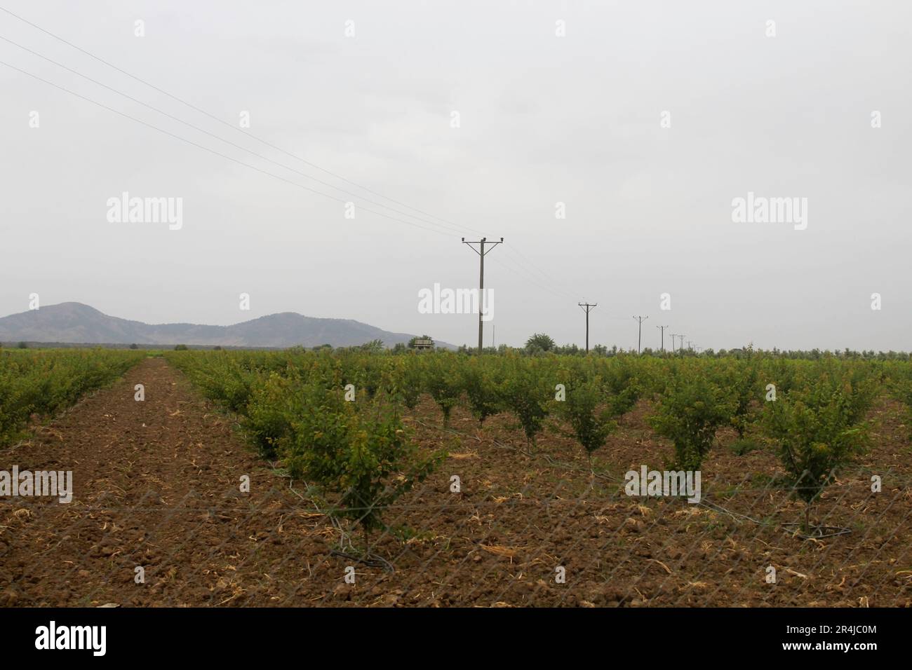 Apricot tree farm in Hatay, Turkey. Stock Photo