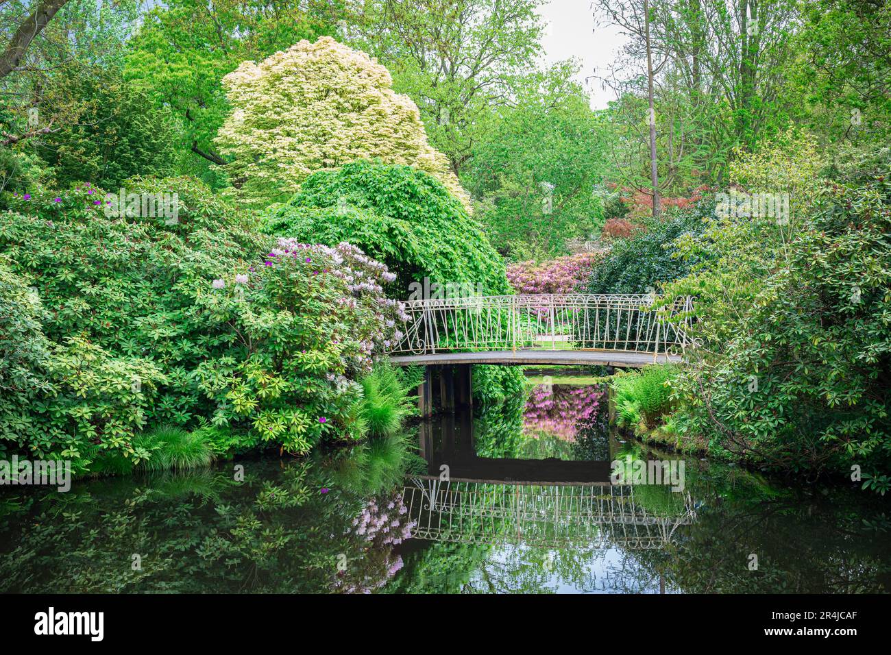 Idyllic spring image of a bridge and blooming Rhododendron along the waterside in botanical garden 'Arboretum Trompenburg' in Rotterdam, Netherlands. Stock Photo