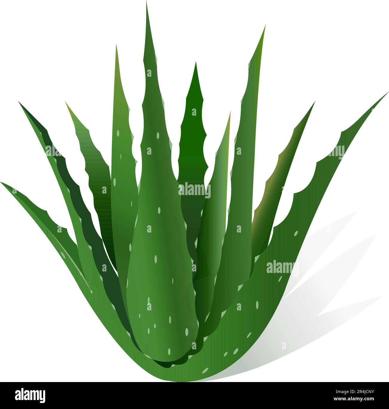 Aloe vera vector illustration, Realistic illustration of aloe vera