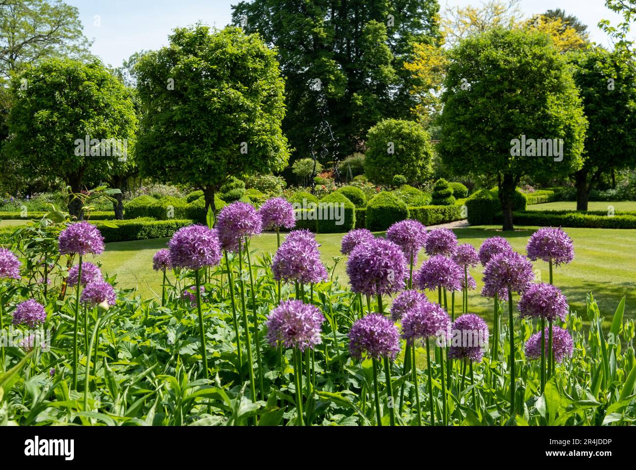 Aliums in a flower border in the landscaped garden at West Green House, in Hartley Wintney, Hampshire, UK Stock Photo