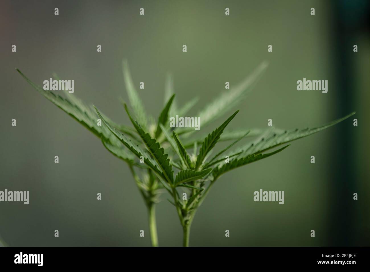 Marijuana farm greenhouse hi-res stock photography and images - Alamy