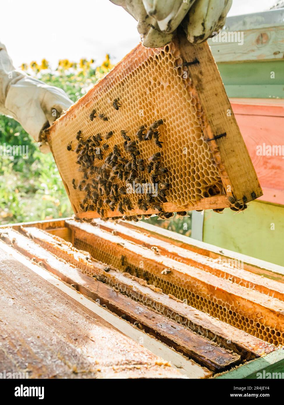 Beekeeper removing from beehive. Person in beekeeper suit