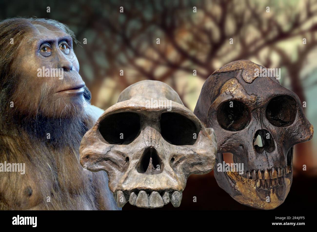 Australopithecus afarensis is an extinct species of hominin of the genus Australopithecus that lived in Africa between 4 and 3 million years ago. Stock Photo