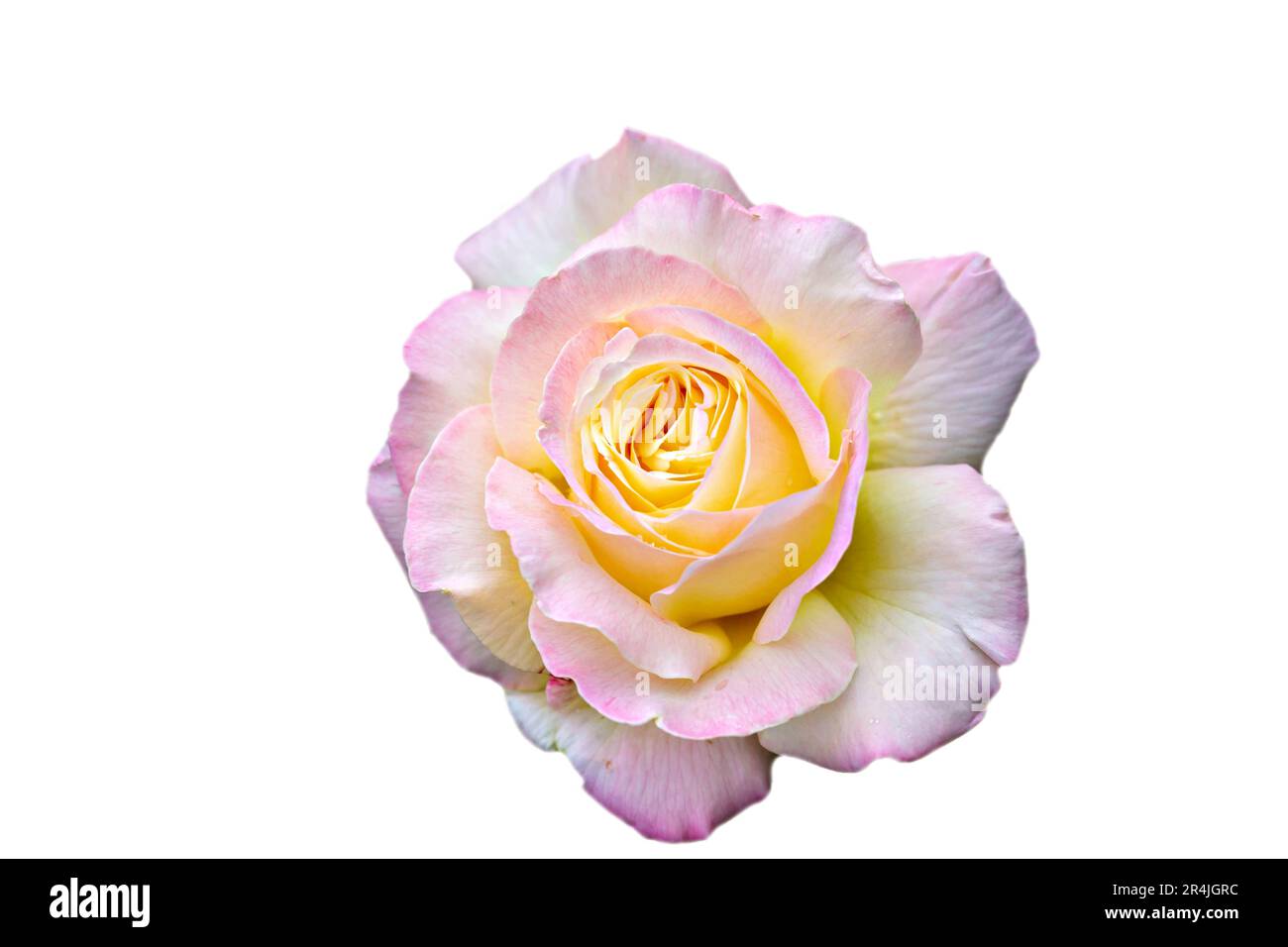 vanilla rose blossom on white background Stock Photo