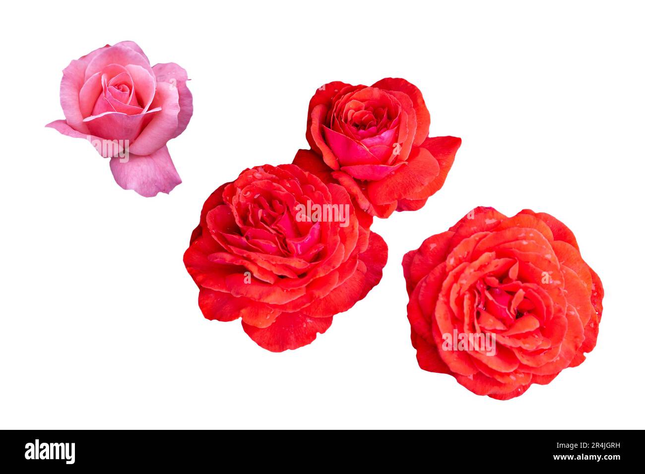 light-pink and red rose blossom on white background Stock Photo