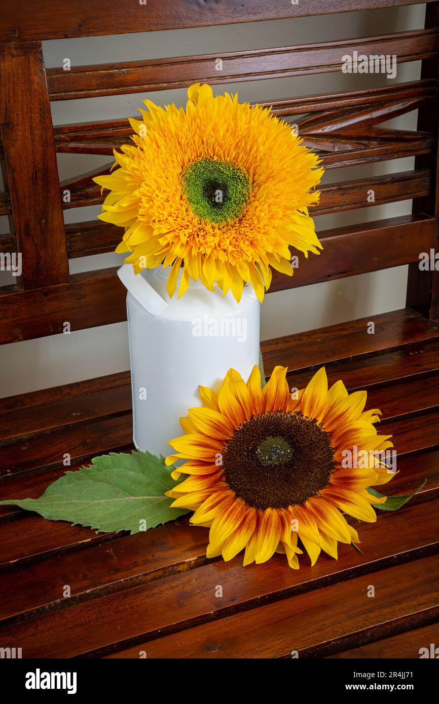 Two sunflowers arranged on an old fashioned wooden bench. Stock Photo