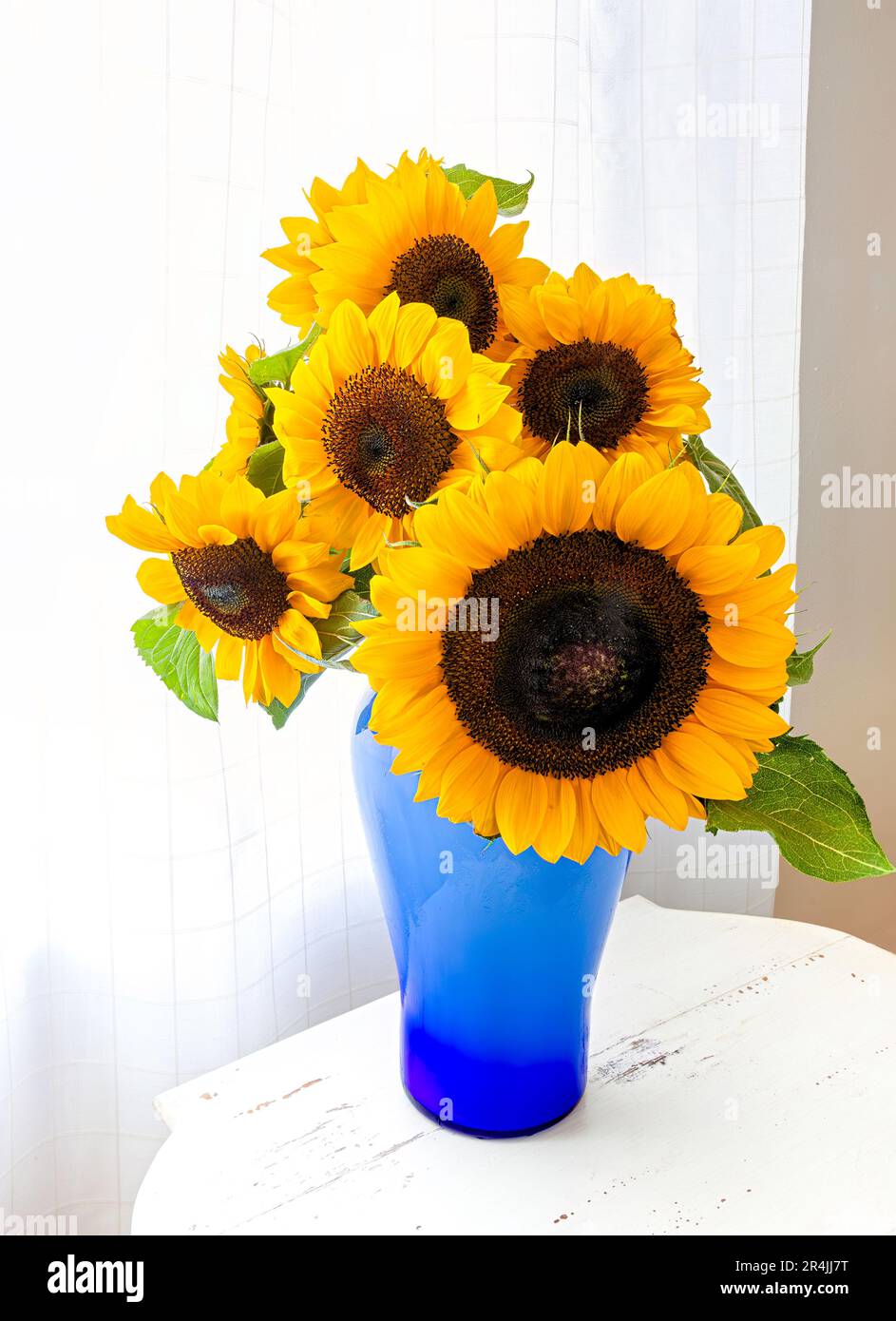sunflowers in glass vase (Helianthus Stock Photo - Alamy