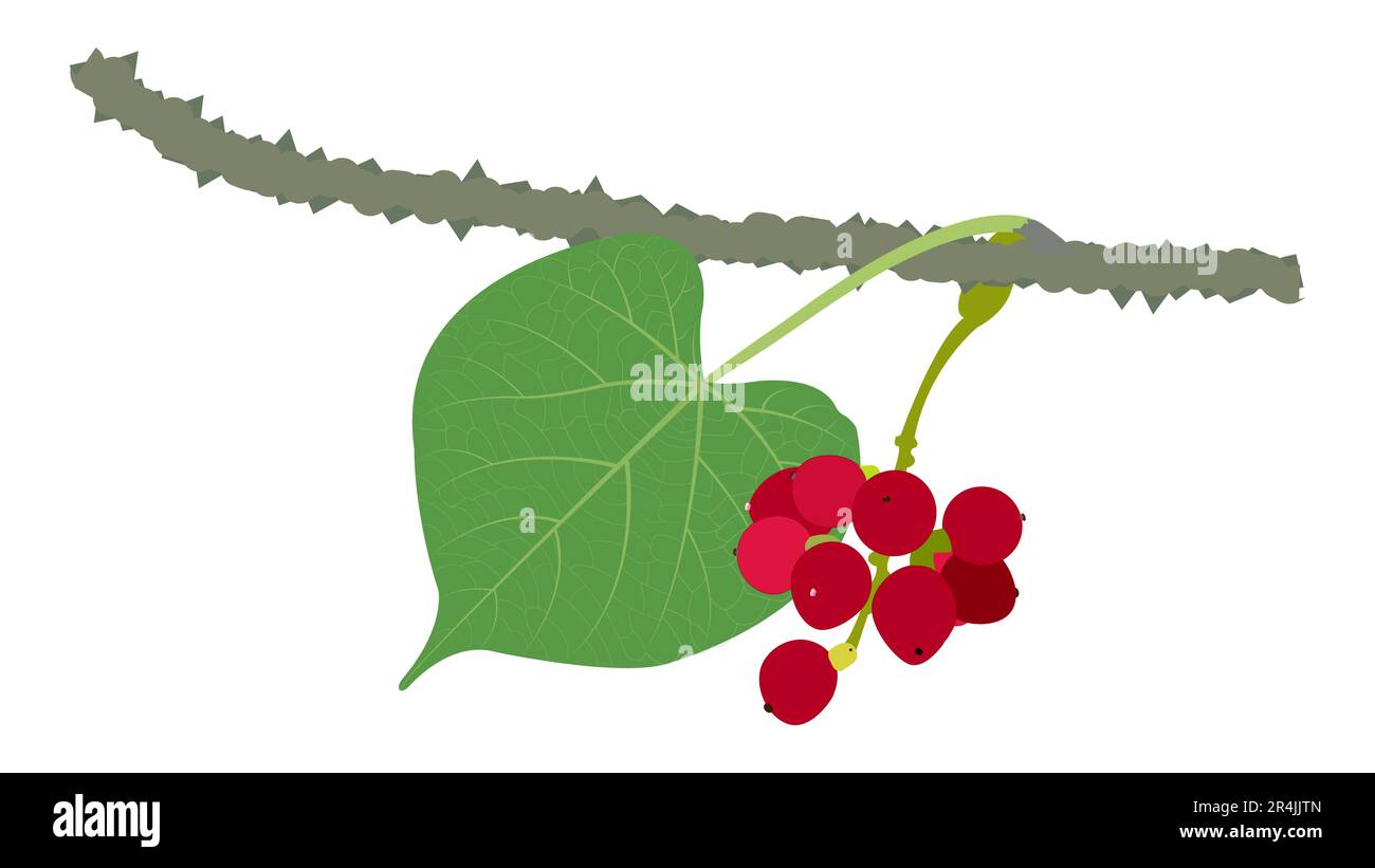Guduchi fruit Giloy leaf organic green Vector Illustration Stock Vector