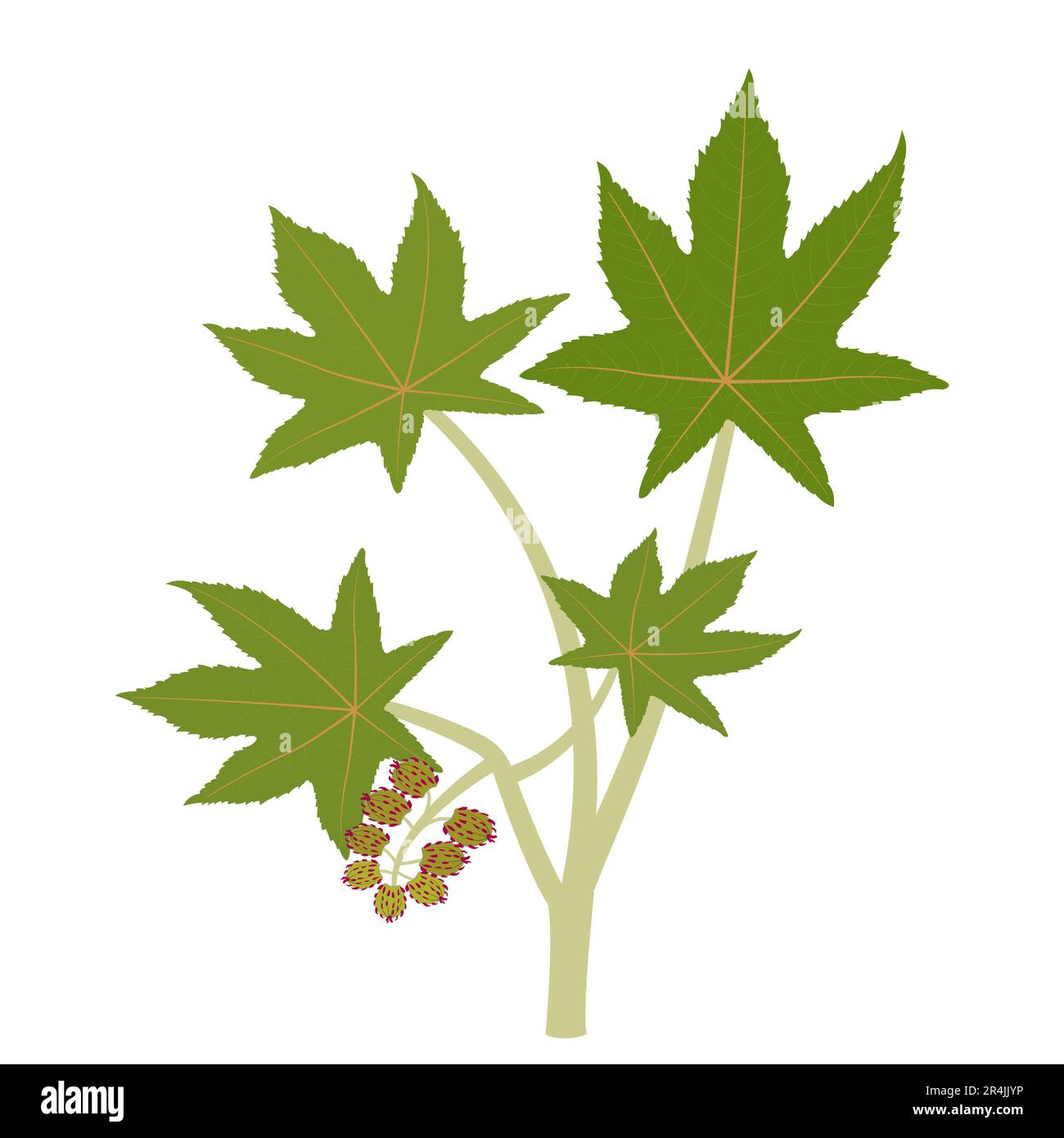 Caster oil tree and flower vector Illustration Stock Vector