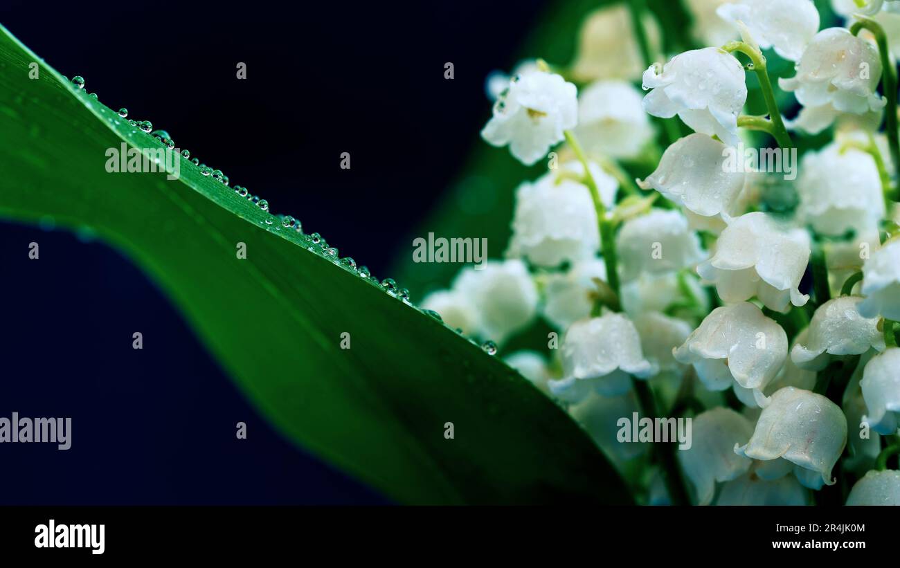 Lily of the valley (Convallaria majalis) Beautiful small white flowers of spring plant. Stock Photo