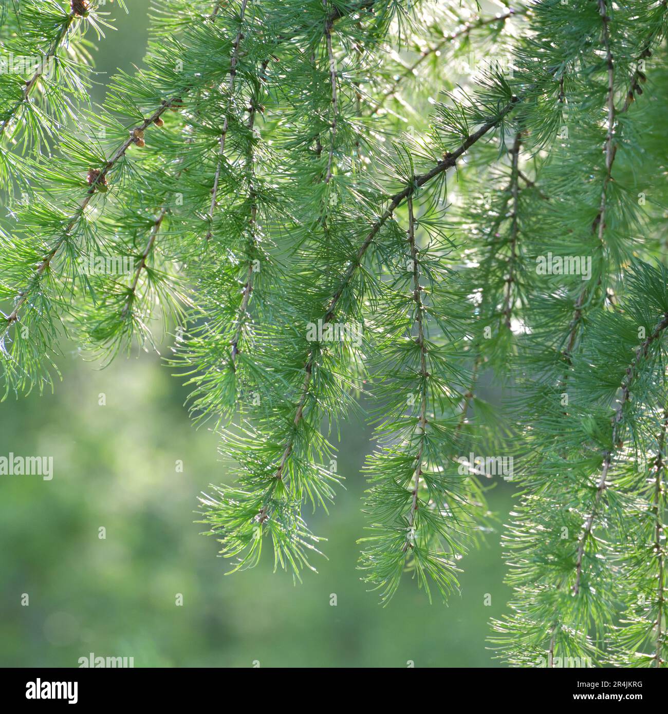 Larch branches in backlight hi-res stock photography and images - Alamy
