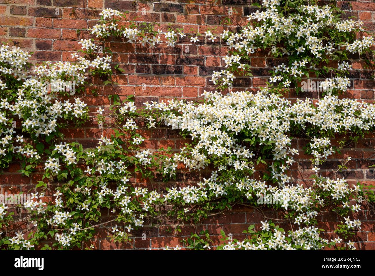 Clematis Montana Wilsonii in full flower against an old brick wall at RHS Bridgewater, Worsley Greater Manchester, England. Stock Photo