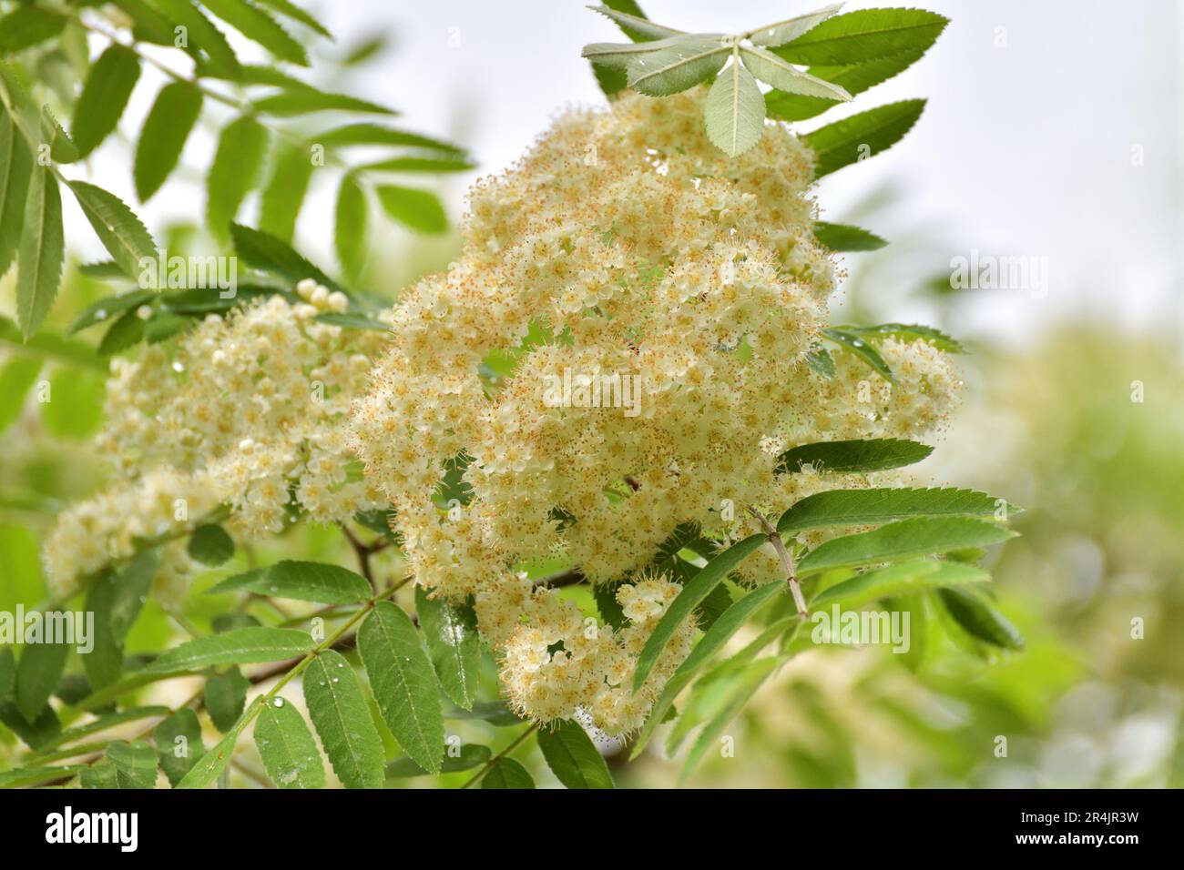 Ash In Spring White inflorescences of mountain ash in spring with a raindrops Stock ...