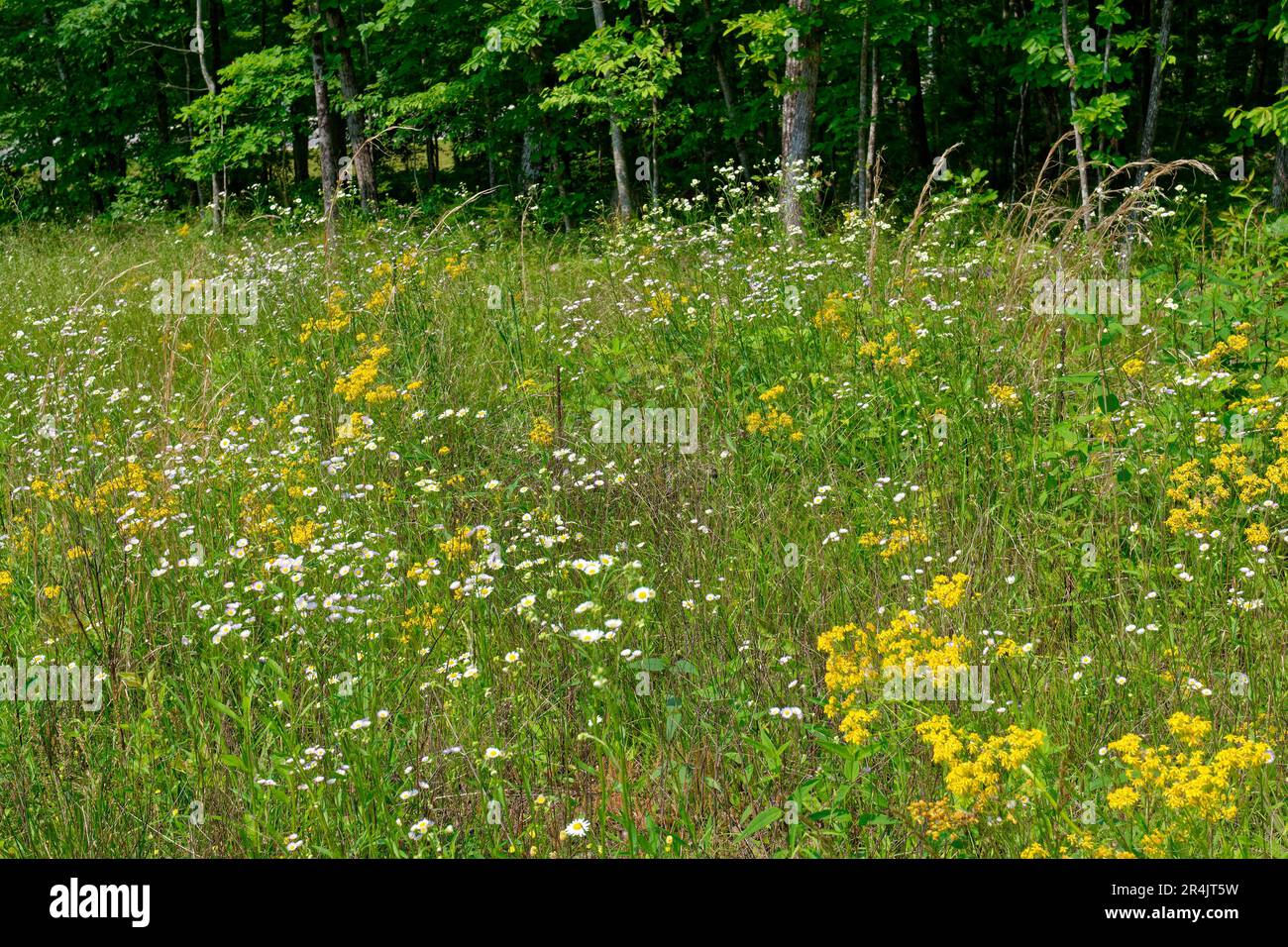 Field full of wildflowers with daisies butterweed fleabane and tall grasses with a forest in the background alongside the road on a sunny day in late Stock Photo