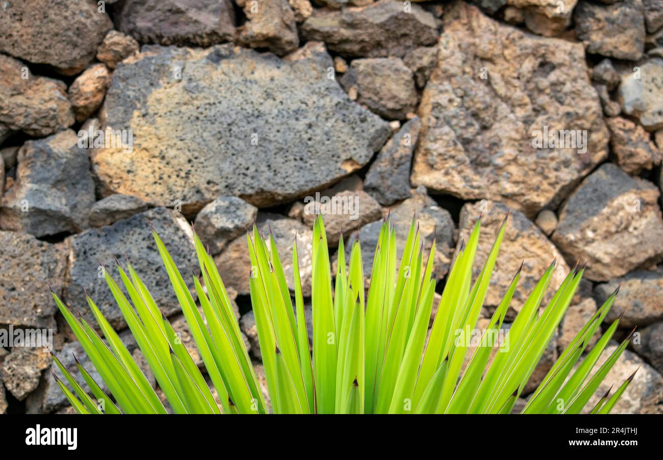 green cactus plant foreground with stone wall background desktop wallpaper close up. Stock Photo