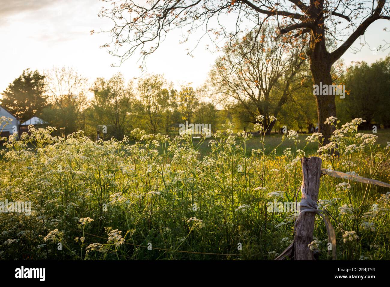 Meadow orchard in the evening sun, Ninove, Denderstreek, East Flanders, Belgium Stock Photo