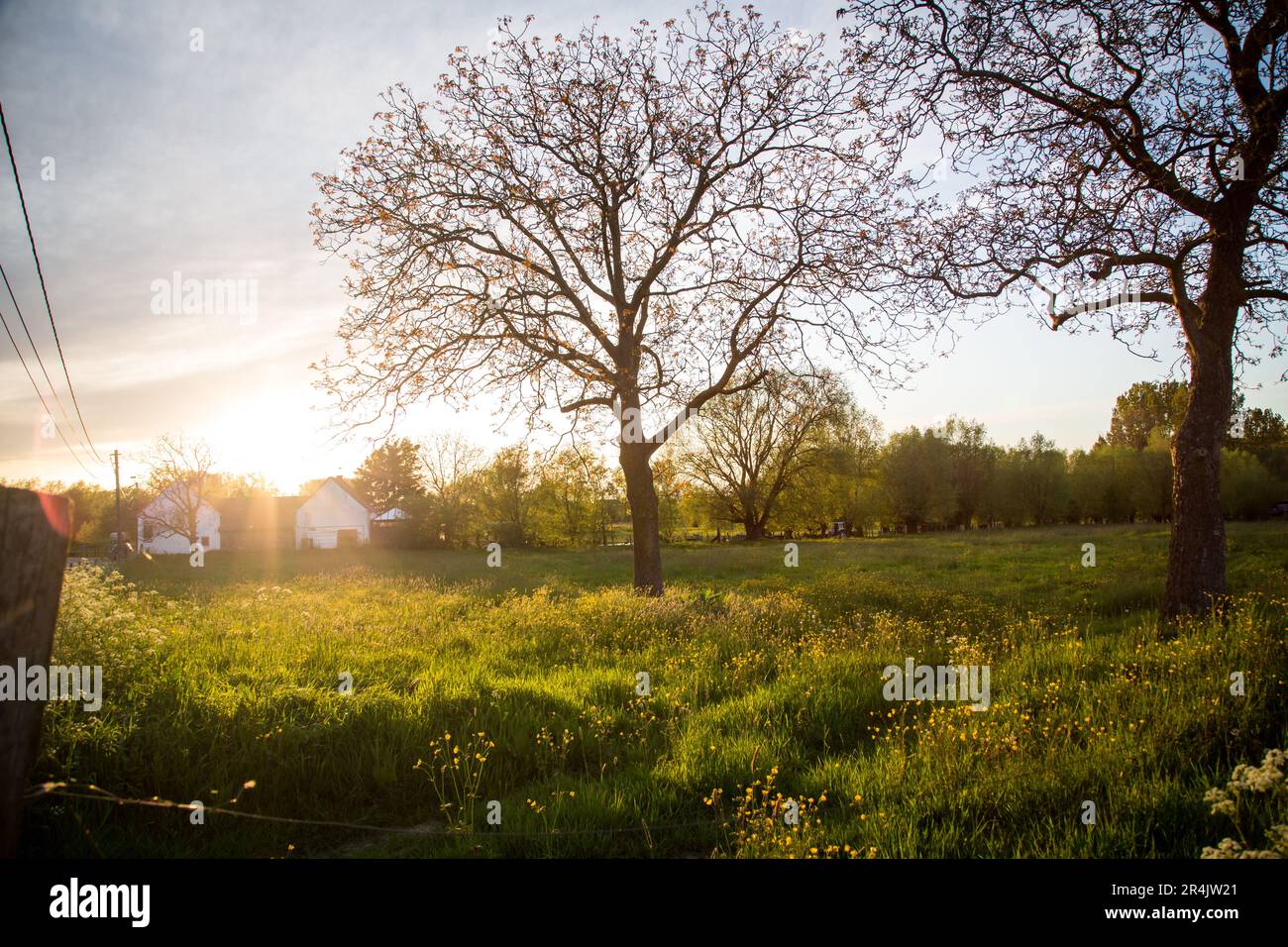 Meadow orchard in the evening sun, Ninove, Denderstreek, East Flanders, Belgium Stock Photo