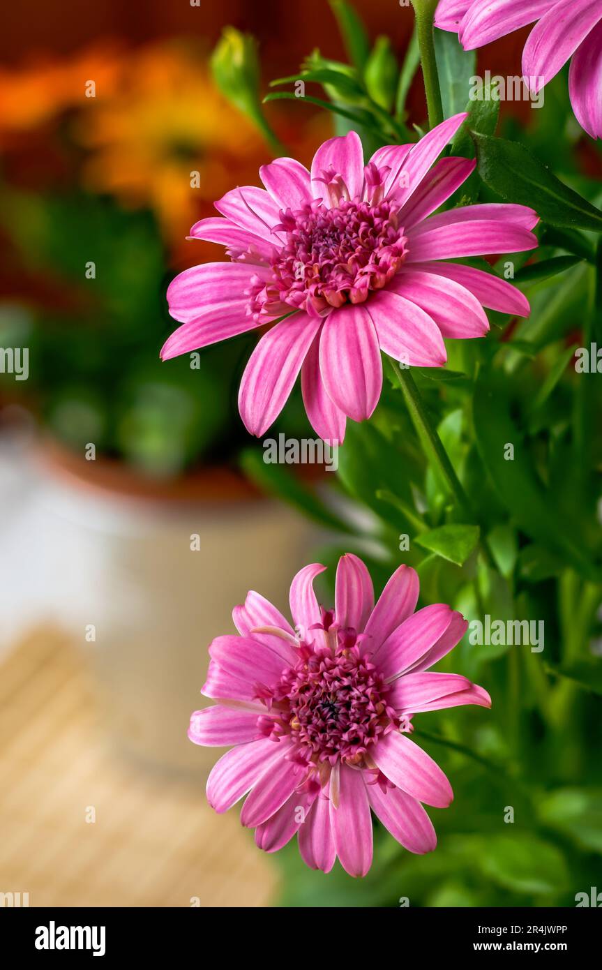 African daisy,Osteospermum,delicate flowers in warm sunny colors,two-colored petals,pink,striking ornamental plant in full bloom from a close distance Stock Photo