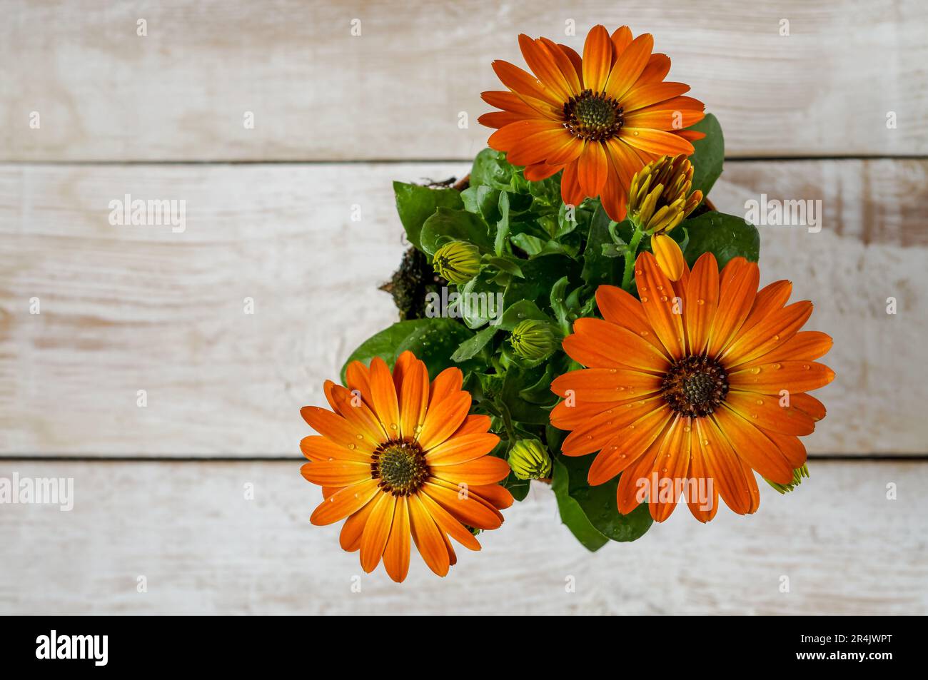 African daisy,Osteospermum,delicate flowers in warm sunny colors,two-colored orange petals,yellow petals with drops of water,a spectacular ornamental Stock Photo