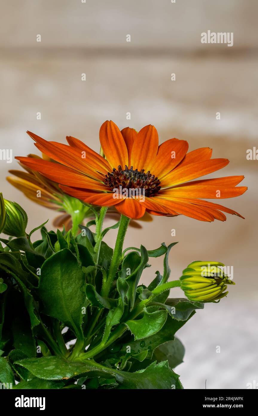 African daisy,Osteospermum,delicate flowers in warm, sunny colors,two-color petals of orange yellow,showy ornamental plant in full bloom from a close Stock Photo