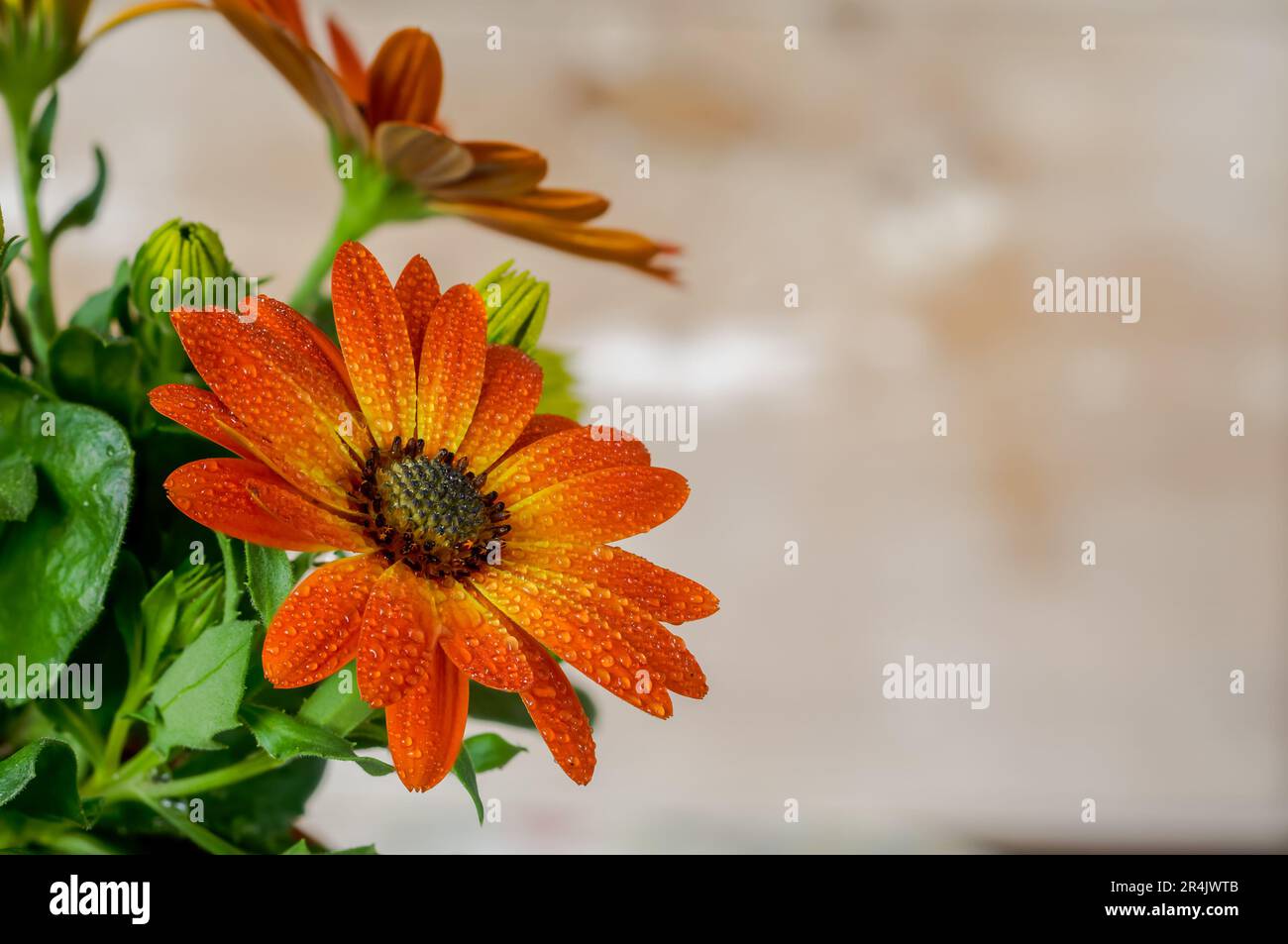 African daisy,Osteospermum,delicate flowers in warm sunny colors,two-colored orange petals,yellow petals with drops of water,a spectacular ornamental Stock Photo