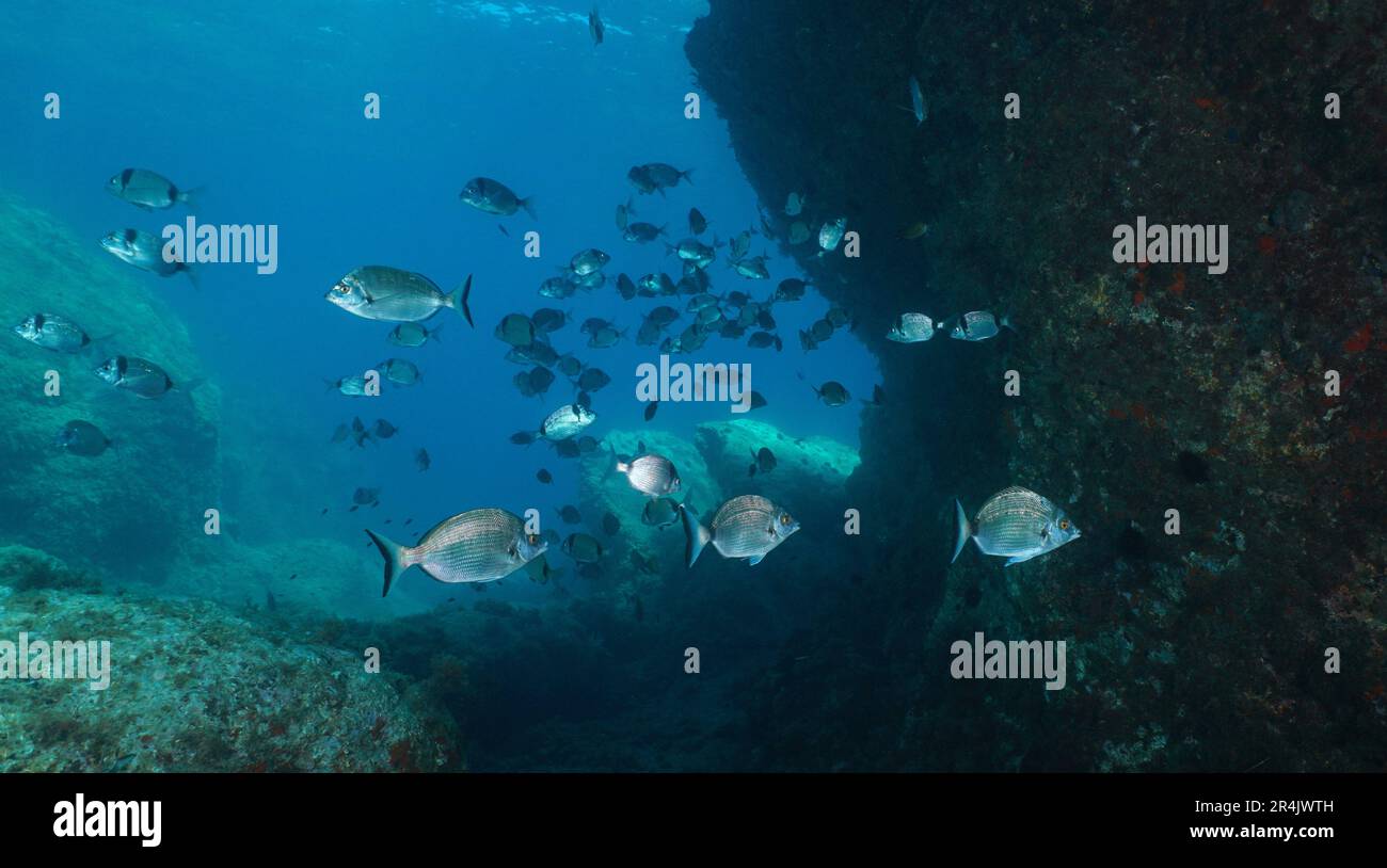 Fish underwater in the Mediterranean sea, some sharpsnout bream with a shoal of common two-banded seabream, natural scene, Spain Stock Photo